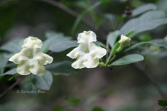 Brunfelsia americana